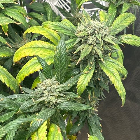 OG RuntZ growlog timeline photo