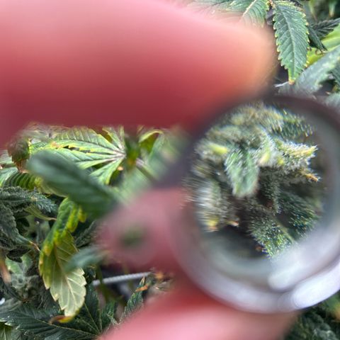Bully Kush growlog timeline photo