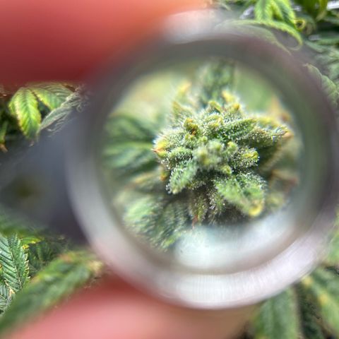 Bully Kush growlog timeline photo