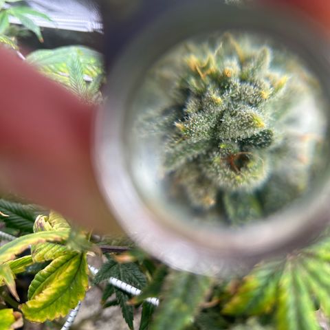 Bully Kush growlog timeline photo