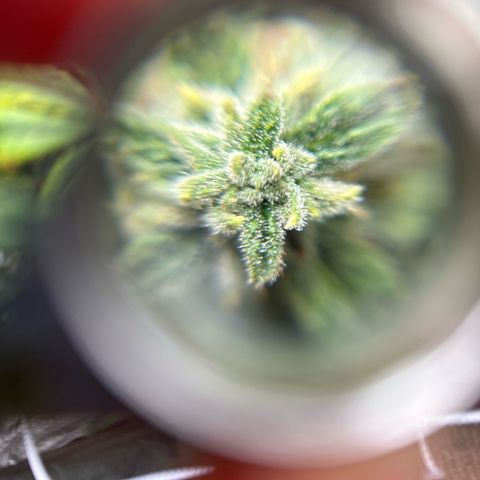 Bully Kush growlog timeline photo