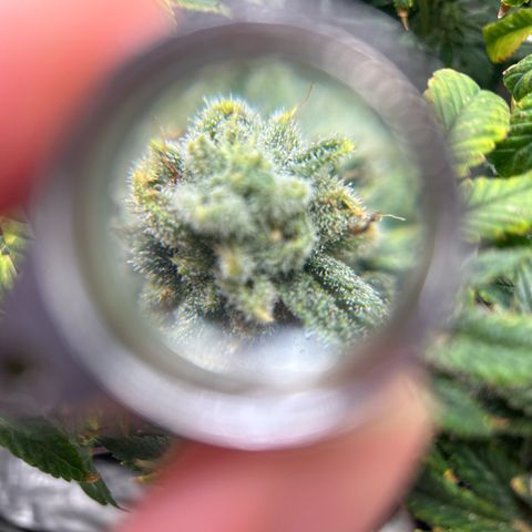Bully Kush growlog timeline photo