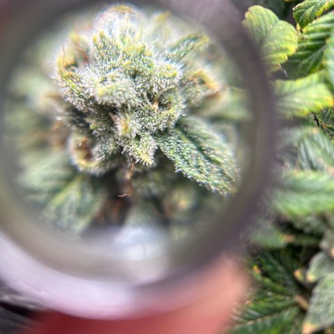 Bully Kush growlog timeline photo