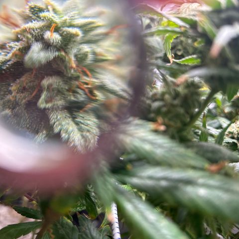 OG RuntZ growlog timeline photo