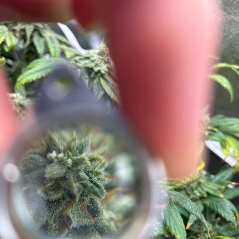 OG RuntZ growlog timeline photo