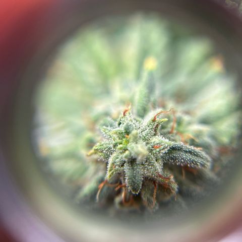 OG RuntZ growlog timeline photo