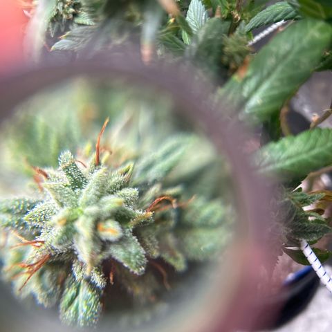 OG RuntZ growlog timeline photo