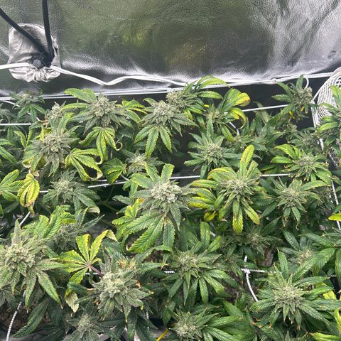 Bully Kush growlog timeline photo