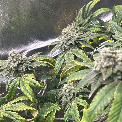 Bully Kush growlog timeline photo