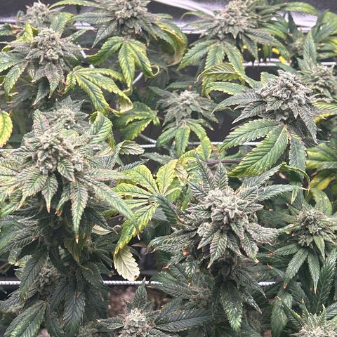 Bully Kush growlog timeline photo