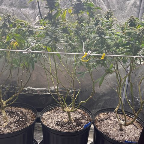 Bully Kush growlog timeline photo