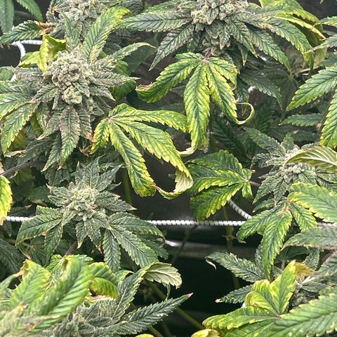 Bully Kush growlog timeline photo