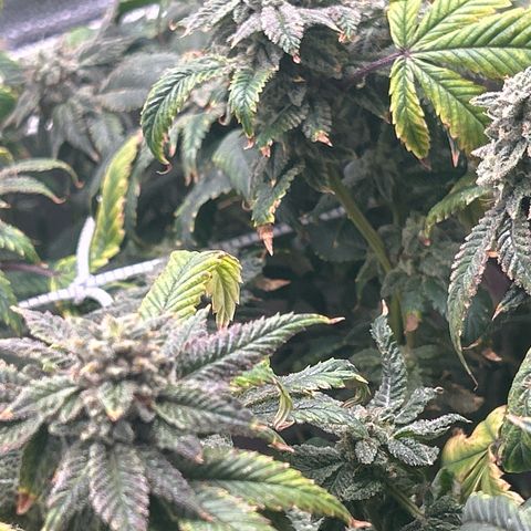 Bully Kush growlog timeline photo