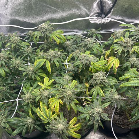Bully Kush growlog timeline photo