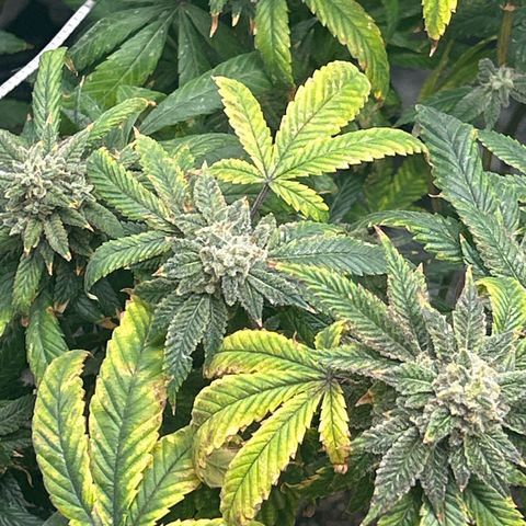 Bully Kush growlog timeline photo