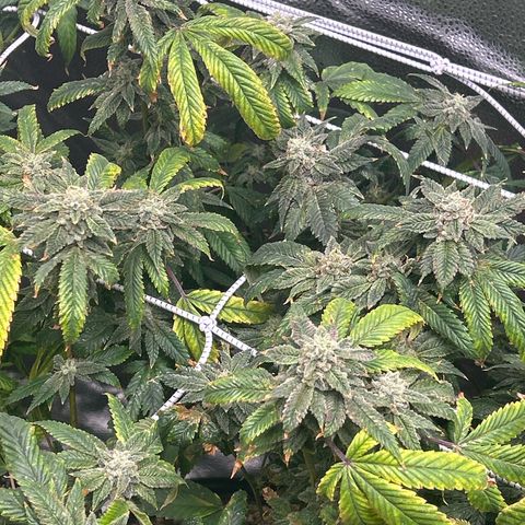 Bully Kush growlog timeline photo