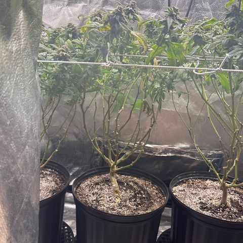 Bully Kush growlog timeline photo