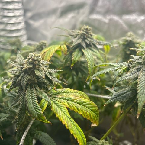 Bully Kush growlog timeline photo