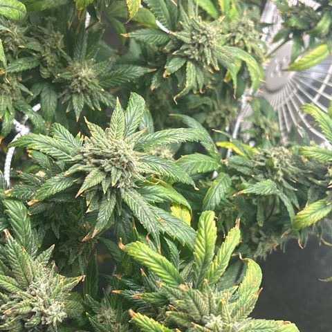 OG RuntZ growlog timeline photo