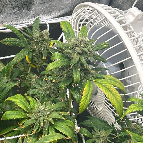 OG RuntZ growlog timeline photo
