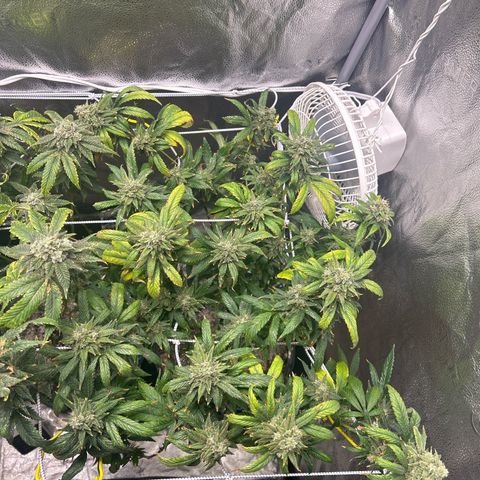 OG RuntZ growlog timeline photo