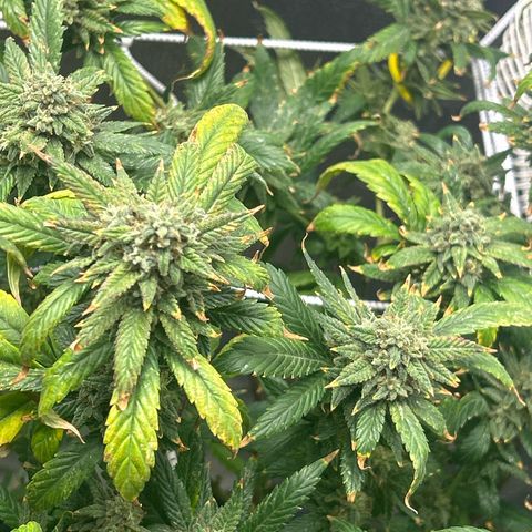OG RuntZ growlog timeline photo