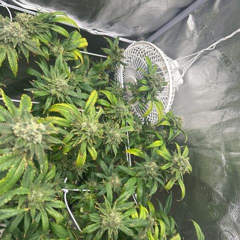 OG RuntZ growlog timeline photo