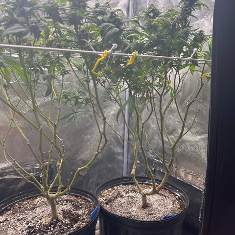 OG RuntZ growlog timeline photo