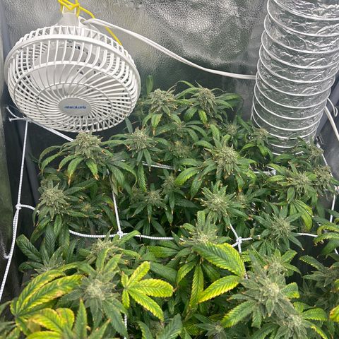 OG RuntZ growlog timeline photo