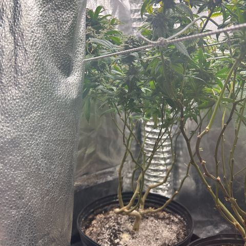 OG RuntZ growlog timeline photo