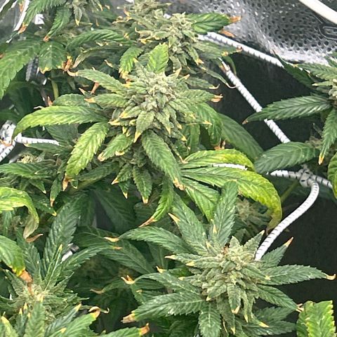 OG RuntZ growlog timeline photo