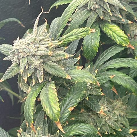OG RuntZ growlog timeline photo