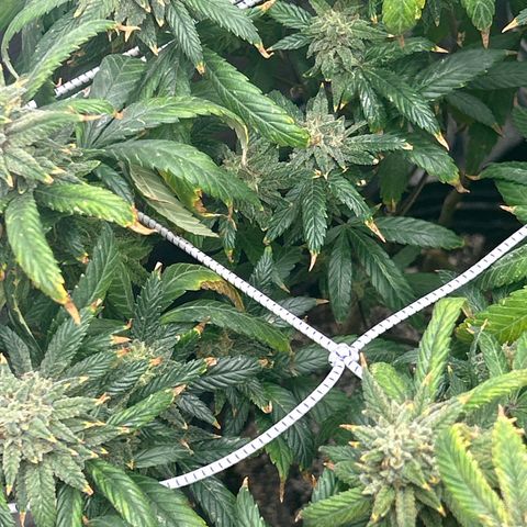 OG RuntZ growlog timeline photo