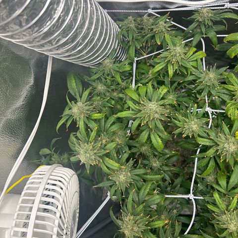 OG RuntZ growlog timeline photo