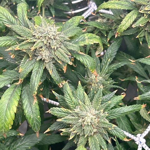 OG RuntZ growlog timeline photo