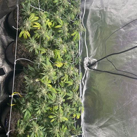 Bully Kush growlog timeline photo