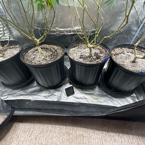 Bully Kush growlog timeline photo