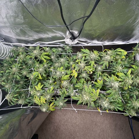 Bully Kush growlog timeline photo