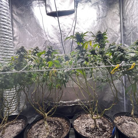 Bully Kush growlog timeline photo
