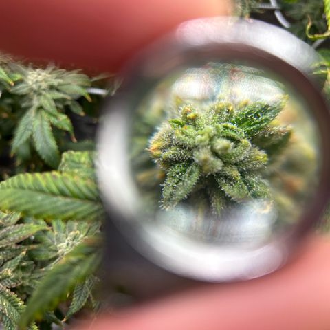 Bully Kush growlog timeline photo