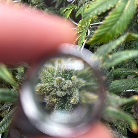 Bully Kush growlog timeline photo