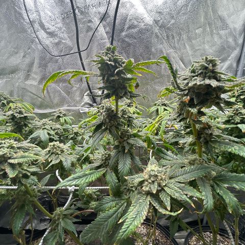 Bully Kush growlog timeline photo