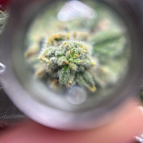 Bully Kush growlog timeline photo