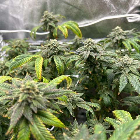 Bully Kush growlog timeline photo