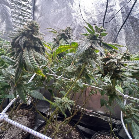 Bully Kush growlog timeline photo