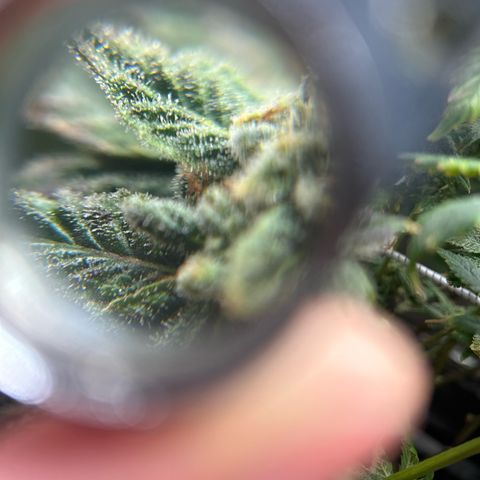Bully Kush growlog timeline photo