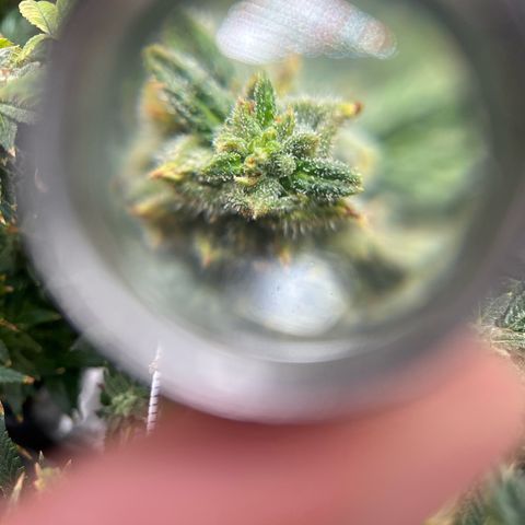 Bully Kush growlog timeline photo