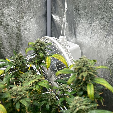 OG RuntZ growlog timeline photo