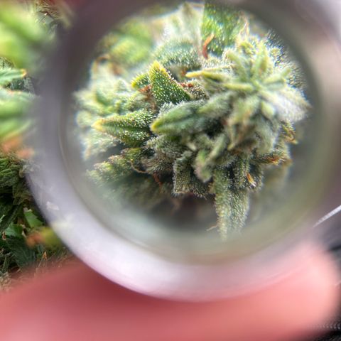 OG RuntZ growlog timeline photo