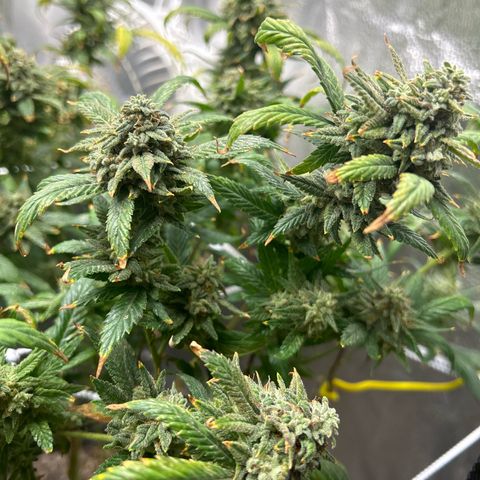 OG RuntZ growlog timeline photo